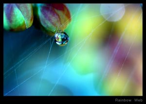 Rainbow Web.jpg